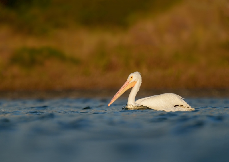 American-White-Pelican-3200-swimming-in-early-morning-lgiht-_A1G1118-Fort-DeSoto-Park-Tierra-Verde-FL