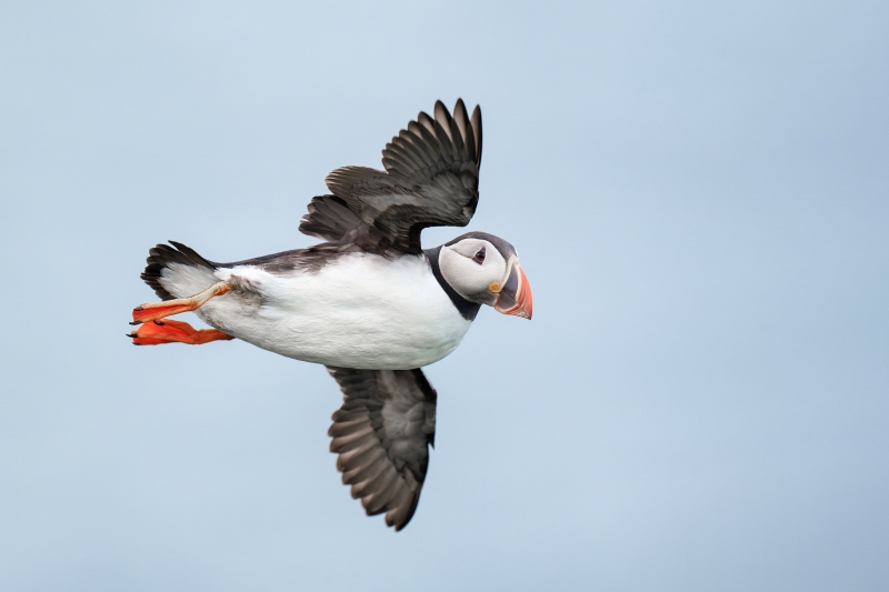 Atlantic-Puffin-3200-495-odd-flight-pose-_A1G5470-Grimsey-Island-Icleand-Enhanced-NR