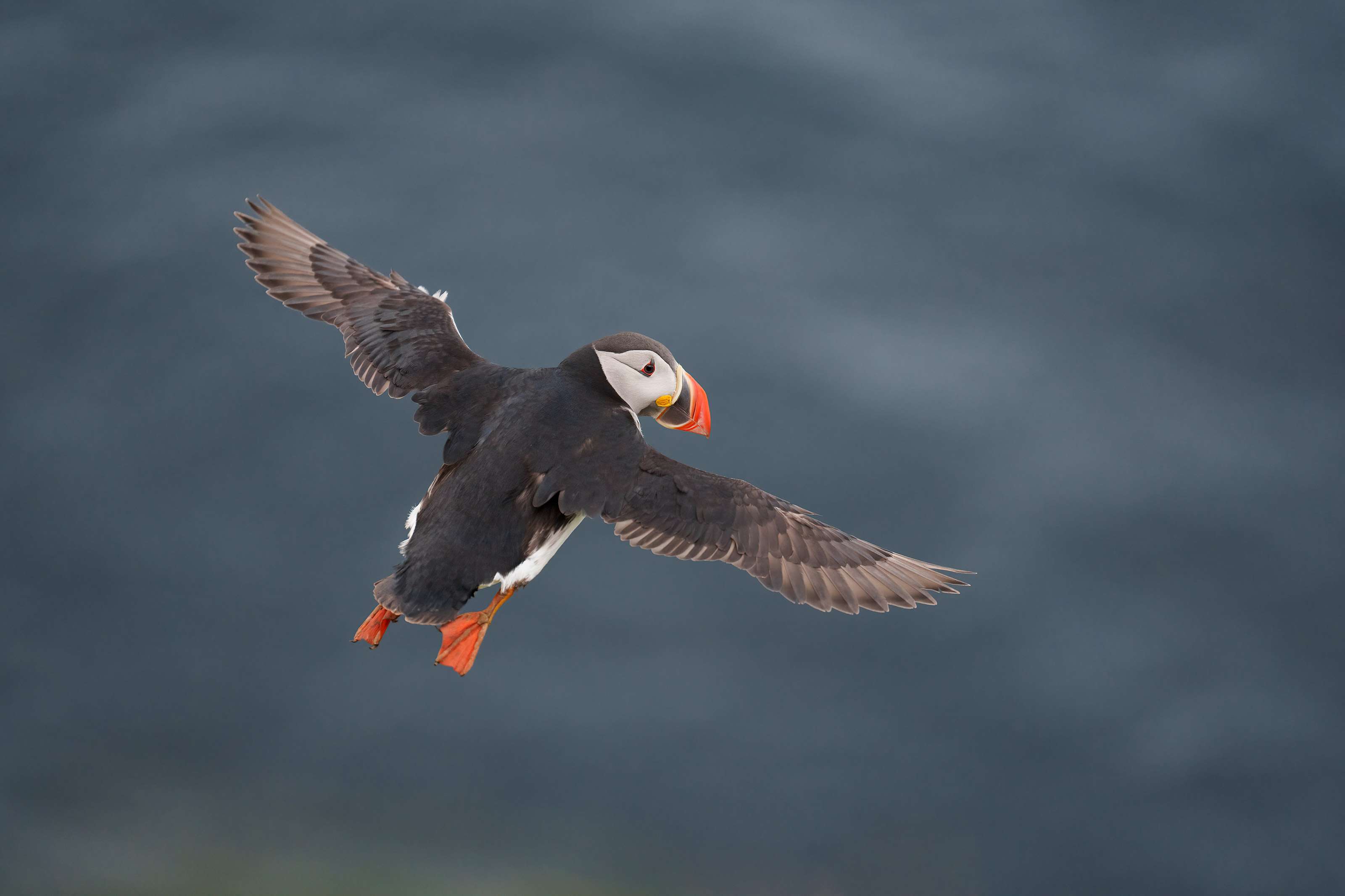 Atlantic-Puffin-3200-495-standing-still-in-flight-_A1G8036-Grimsey-Island-IcleandA