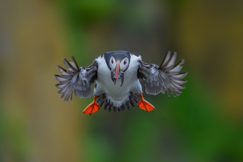 Atlantic-Puffin-3200-495-with-sandeels-for-cick-in-burrow-_A1G3355-Grimsey-Island-Icleand-Enhanced-NR