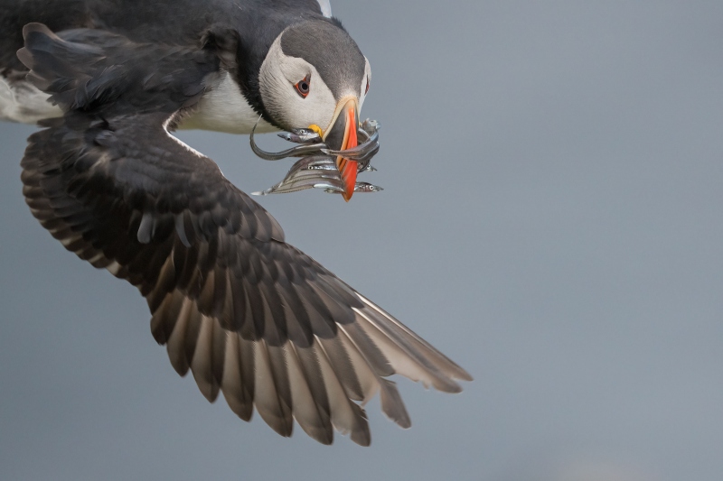 Atlantic-Puffin-3200-495KB-with-fish-TIGHT-FLIGHT-_A1G7381-Grimsey-Island-IcleandA