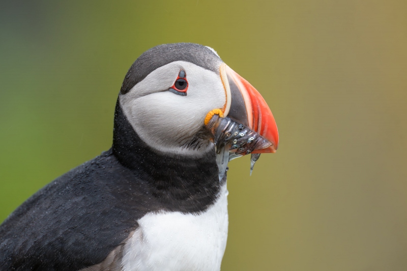 Atlantic-Puffin-3200-A-with-sandeels-for-chick-in-burrow-_A1G5728-Grimsey-Island-Icleand-Enhanced-NR-1