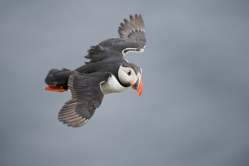 Atlantic-Puffin-3200-flying-in-wind-_A1G7494-Grimsey-Island-IcleandA