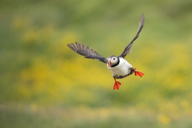 Atlantic-Puffin-3200-landing-_A1G3614-Grimsey-Icleand
