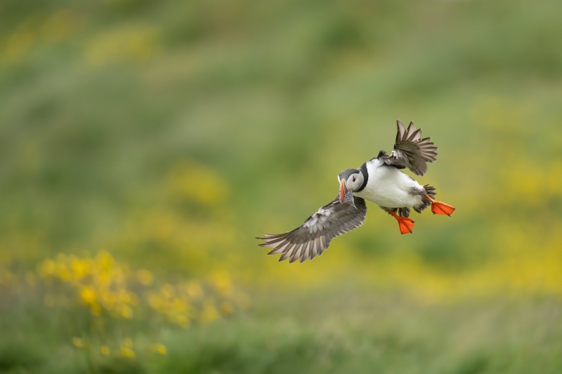 Atlantic-Puffin-3200-landing-with-fish-_A1G4032-Grimsey-Icleand-Enhanced-NR