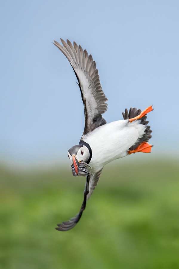 Atlantic-Puffin-3200-wheeling-in-with-fish-_A1G3547-Grimsey-Icleand