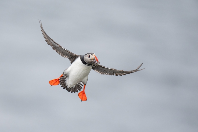 Atlantic-Puffin-3200-with-fish-for-young-_A1G6116-Grimsey-Icleand