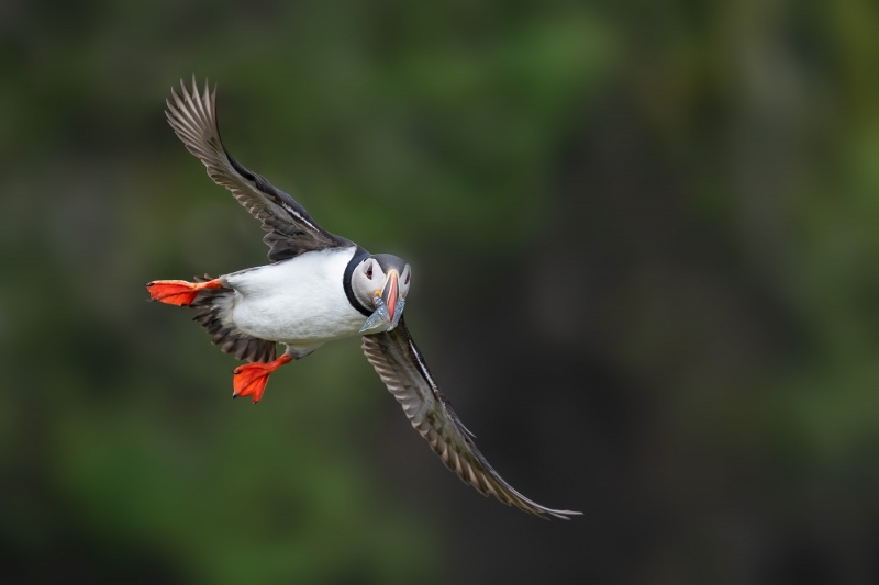 Atlantic-Puffin-3200-with-immature-fish-for-young-in-burrow-_A1G9300-Grimsey-Icleand