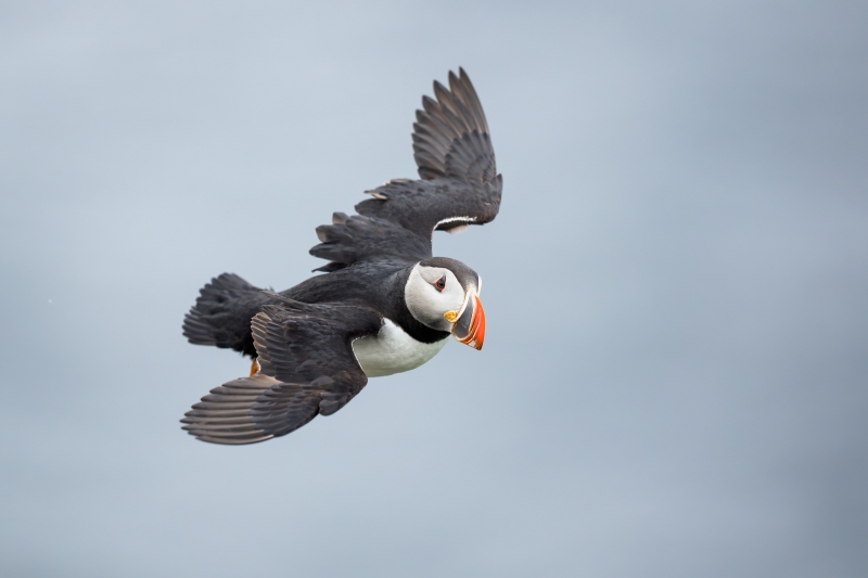 Atlatnic-Puffin-3200-495-standing-still-in-flight-_A1G6859-Grimsey-Island-Icleand-Enhanced-NR