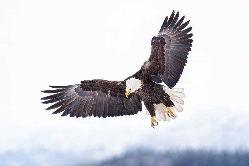 Bald-Eagle-3200-adult-braking-to-land-_A1G4202-McKeon-Spit-Kachemak-Bay-AK-Enhanced-NR