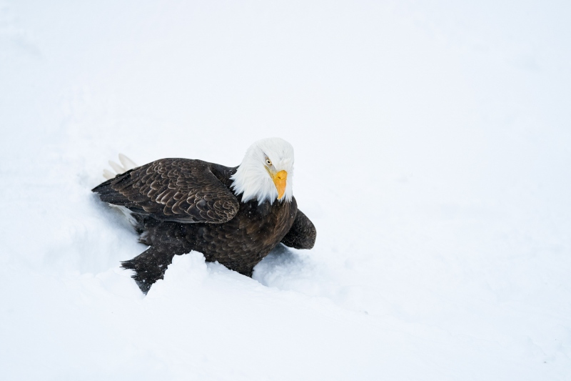 Bald-Eagle-3200-in-deep-snow-_A927532-Kachemak-Bay-AK-1