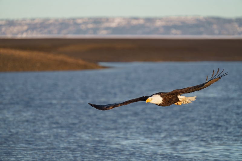 Bald-Eagle-3200-incoming-_A1G5471-China-Poot-Kachemak-Bay-AK-Enhanced-NR