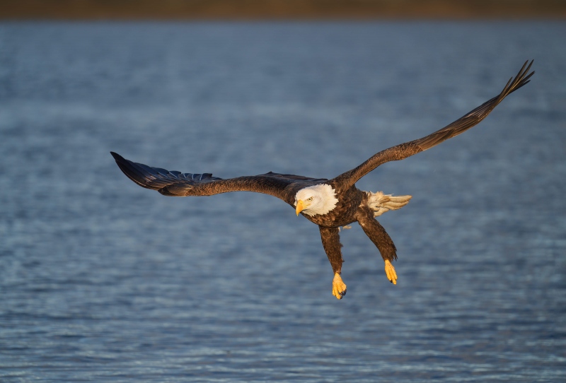 Bald-Eagle-3200-incoming-_A1G5497-China-Poot-Kachemak-Bay-AK