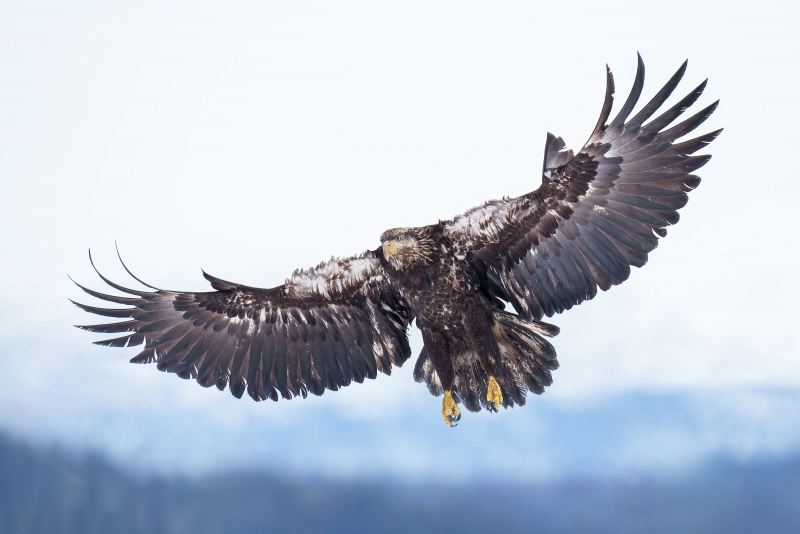 Bald-Eagle-3200-juvenile-braking-to-land-_A1G3984-McKeon-Spit-Kachemak-Bay-AK-Enhanced-NR