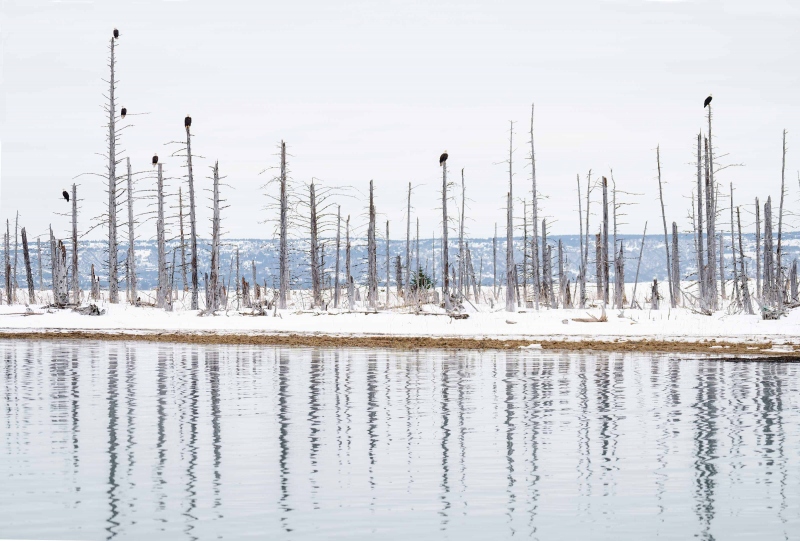 Bald-Eagles-3200-on-dead-trees-_A1G0603-Franklin-Flats-Kachemak-Bay-AK-Enhanced-NR