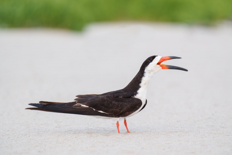 Black-Skimmer-3200-adult-caling-_A1G2766-Nickerson-Beach-Park-LI-NY-Enhanced-NR