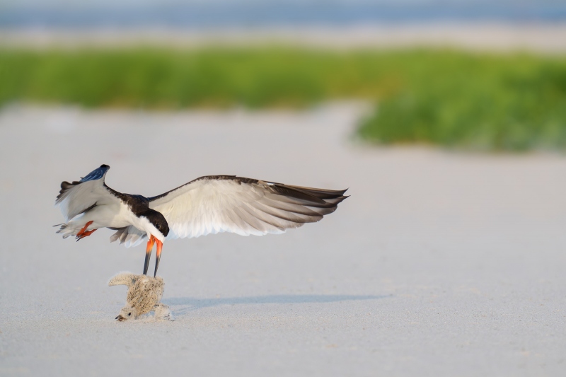 Black-Skimmer-3200-attacking-chick-_A1G2391-Nickerson-Beach-Park-LI-NY-Enhanced-NR