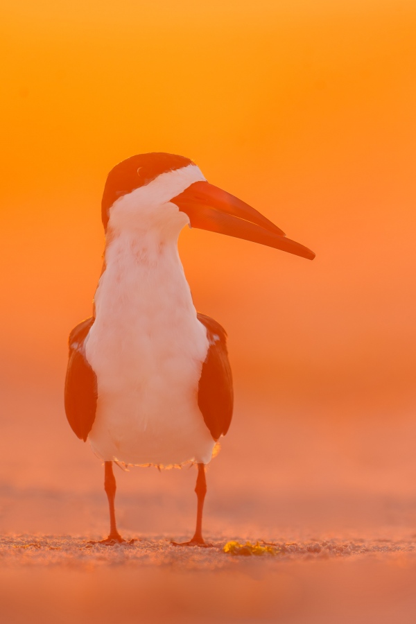 Black-Skimmer-3200-backlit-at-sunrise-_A1G2449-Nickerson-Beach-Park-LI-NY-Enhanced-NR