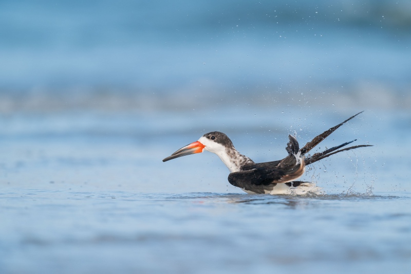 Black-Skimmer-3200-bathing-_A9B4552-Fort-DeSoto-Park-FL