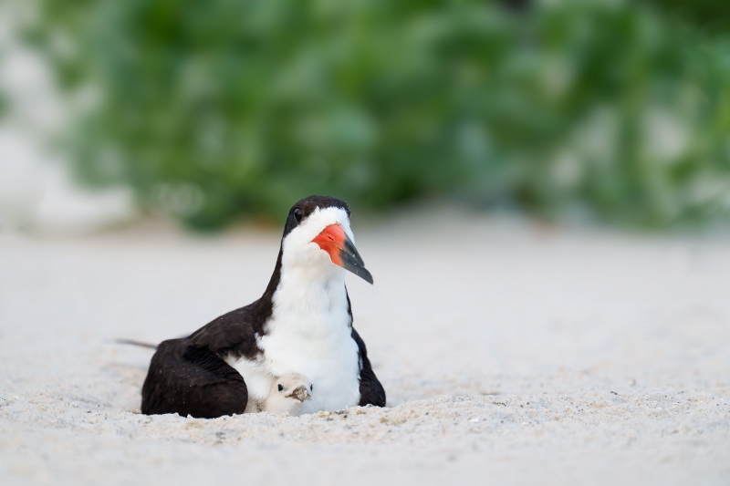 Black-Skimmer-3200-brooding-chick-_A1G0207-Nickerson-Beach-Park-LI-NY-Enhanced-NR