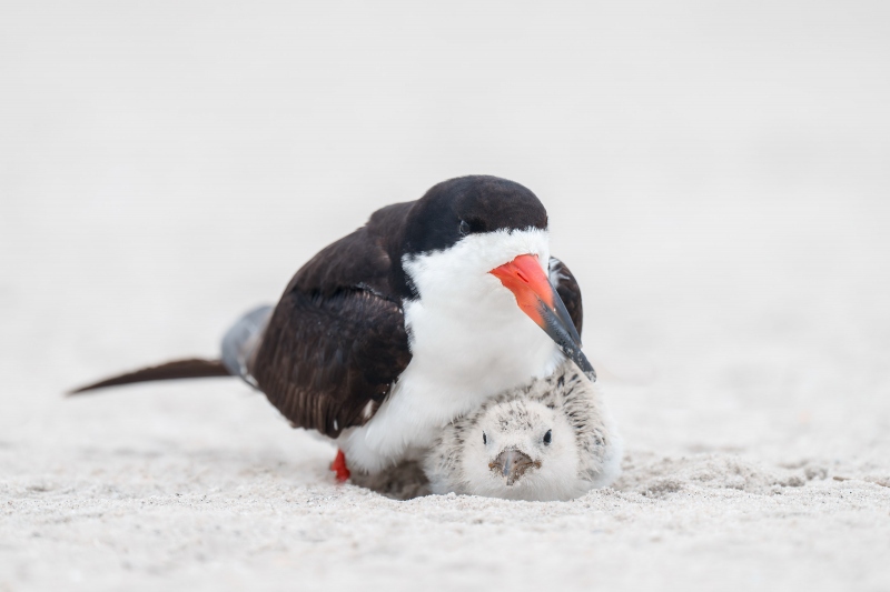 Black-Skimmer-3200-brooding-large-chick-_A1B4528-Nickerson-Beach-Lido-Beach-NY-Enhanced-NR