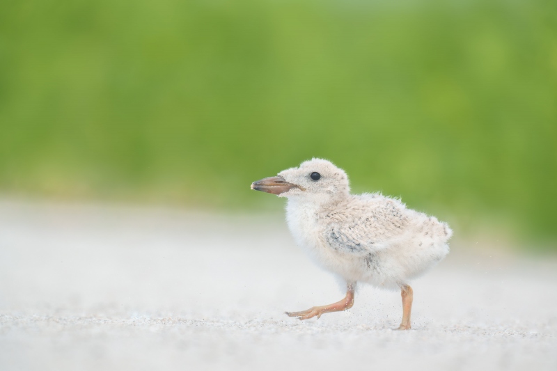 Black-Skimmer-3200-chick-2-weeks-old-_A1G1765-Nickerson-Beach-Park-LI-NY-Enhanced-NR