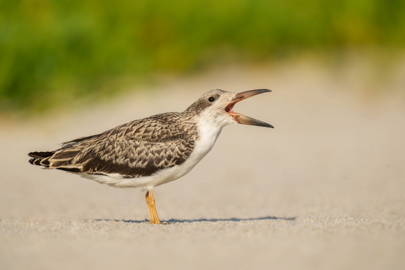 Black-Skimmer-3200-chick-begging-_A1G3337-Nickerson-Beach-Park-LI-NY-Enhanced-NR