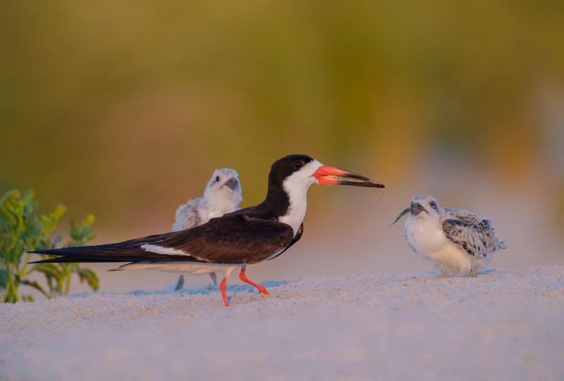 Black-Skimmer-3200-feeding-chick-_A1G3222Nickerson-Beach-Park-Lido-Beach-Long-Isand-NY-Enhanced-NR