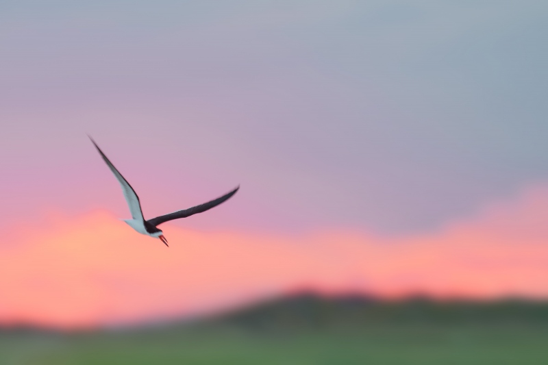 Black-Skimmer-3200-in-rflight-in-front-of-sunset-sky-color-_A1G3177-Nickerson-Beach-Park-LI-NY-Enhanced-NR