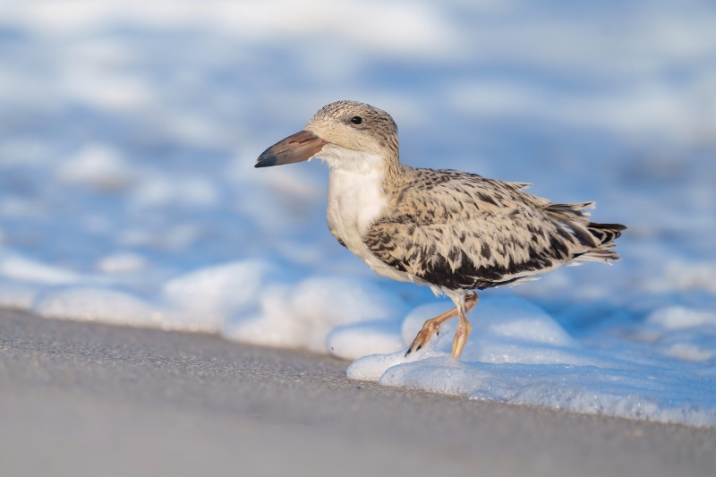 Black-Skimmer-3200-juvenile-after-getting-hit-by-wave-_A1G4085-Nickerson-Beach-Park-LI-NY-Enhanced-NR