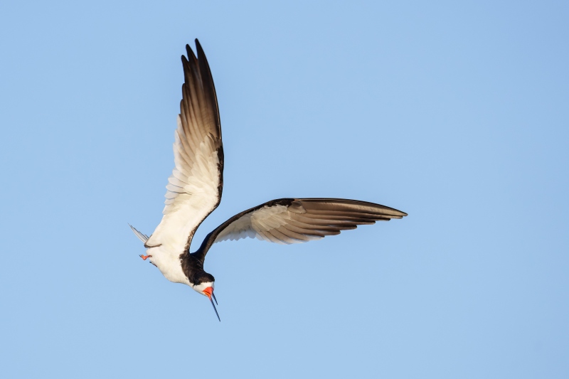 Black-Skimmer-3200-ready-to-dive-to-attack-in-midair_A1G2231-Nickerson-Beach-Park-LI-NY-Enhanced-NR