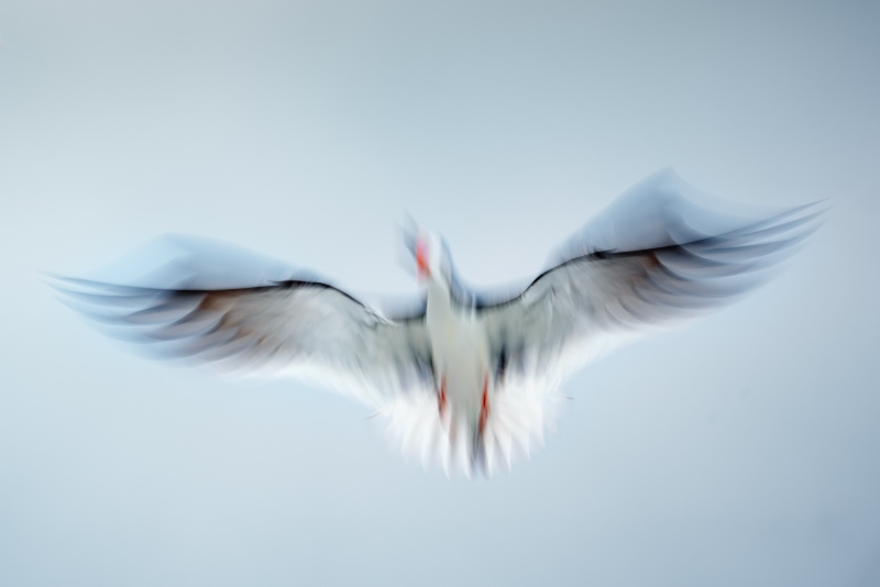 Black-Skimmer-3200-single-bird-iin-midair-squabble-_A1G2756-Nickerson-Beach-Park-LI-NY-Enhanced-NR