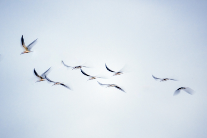 Black-Skimmer-3200-small-flock-blur_A1G2937-Sebastian-Inlet-FL-Enhanced-NR