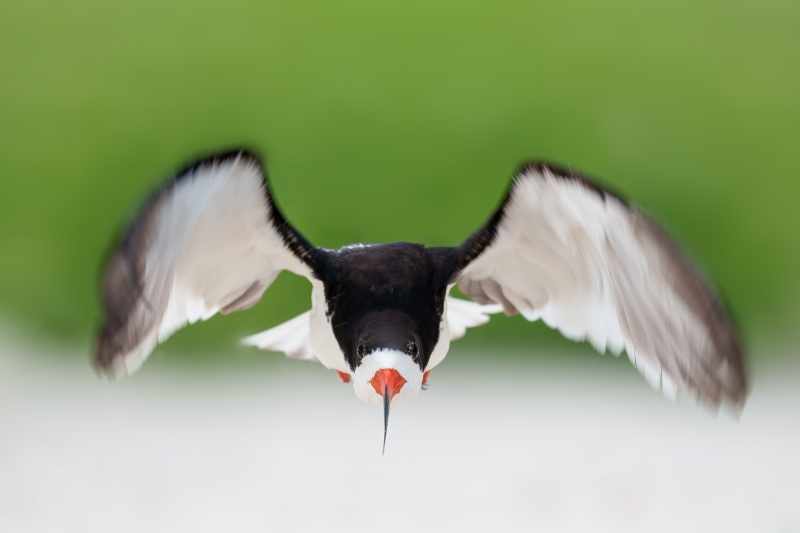 Black-Skimmer-3200-taking-off-from-nest-_A1G9793-Nickerson-Beach-Park-LI-NY-Enhanced-NR