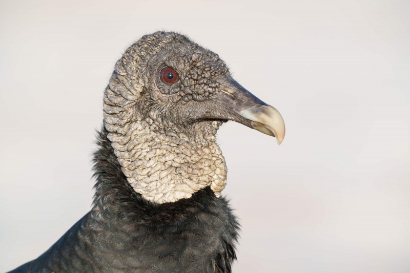 Black-Vulture-3200-adult-head-portrait-1200mm-_A1G9292-Indian-Lake-Estates-FL