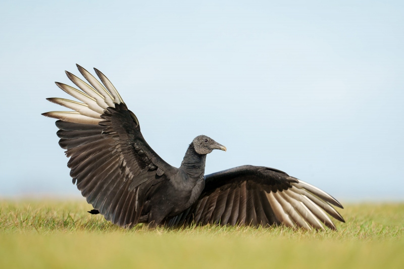 Black-Vulture-3200-landing-_A1G4311-Indian-Lake-Estates-FL-Enhanced-NR
