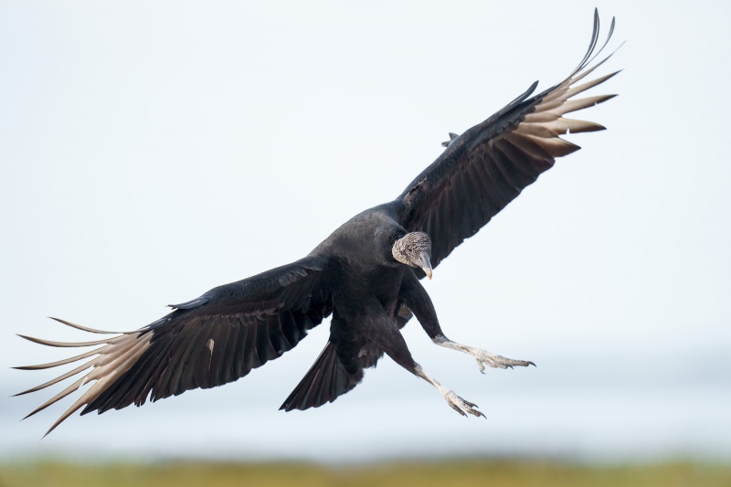 Black-Vulture-3200-landing-_A1G7173-Indian-Lake-Estates-FL