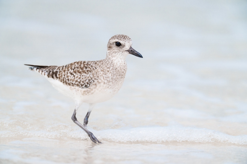 Black-bellied-Plover-3200-non-breeding-A-G-photo-_A1G7263-Fort-DeSoto-Park-FL