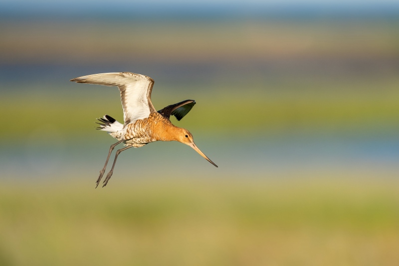 Black-tailed-Godwit-3200-DESAT-male-landing-_A1G0102-Reykjavik-Icleand