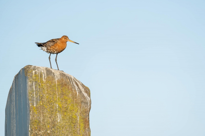 Black-tailed-Godwit-3200-on-lookout-post-_A1G0437-Reykjavik-Icleand