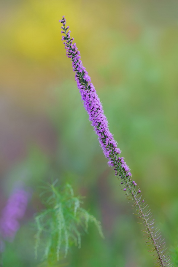 Blazing-Star-3200-_A1G8469-Indian-Lake-Estates-FL-Enhanced-NR