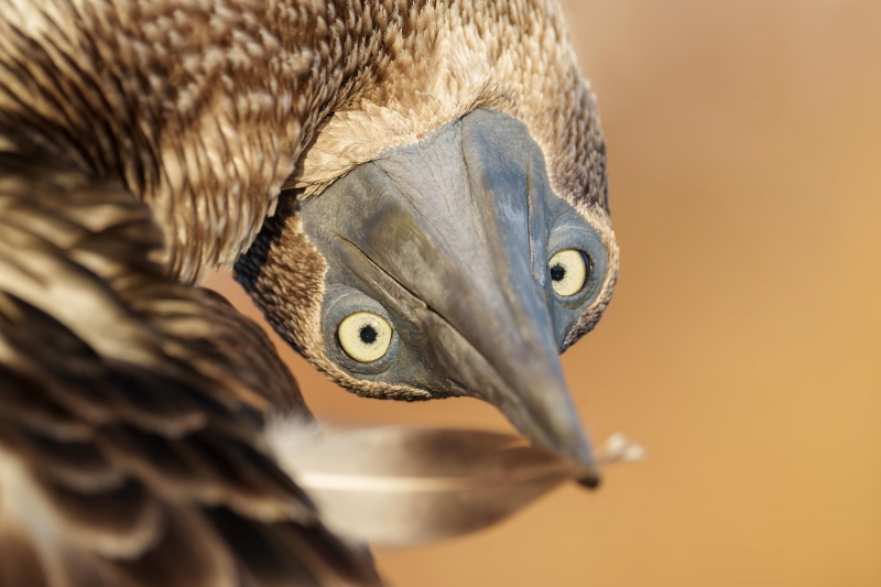 Blue-footed-Booby-3200-preening-TIGHT-_A1G4149-North-Seymour-Galapagos-Ecuador-Enhanced-NR