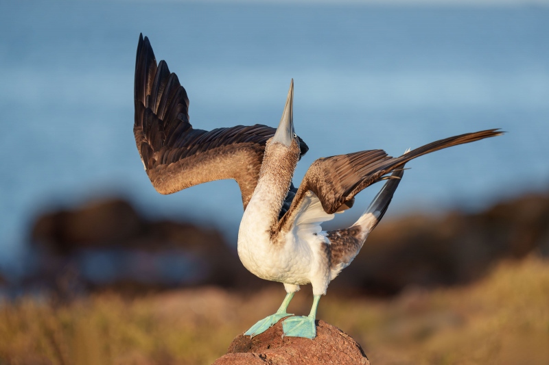 Blue-footed-Booby-displaying-_A1G4438-North-Seymour-Galapagos-Ecuador-Enhanced-NR