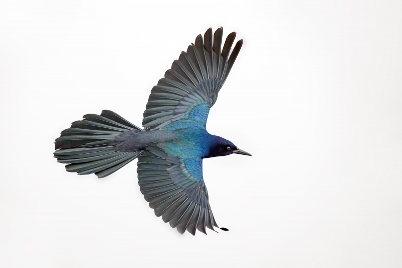 Boat-tailed-Grackle-3200-male-in-flight-_A1G3405-Indian-Lake-Estates-FL-Enhanced-NR