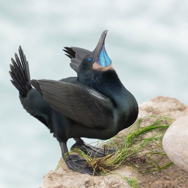 Brandts-Cormorant-2400-displaying-_A1G9485-La-Jolla-CAA