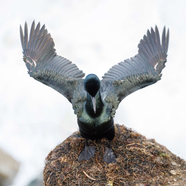 Brandts-Cormorant-3200-stretching-wings-_A1G2497-La-Jolla-CA