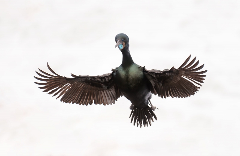 Brandts-Cormorant-braking-to-land-_A1G5948-A-La-Jolla-CA-Enhanced-NR