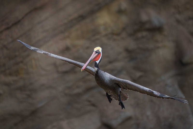 Brown-Pelican-2400-Pacific-race-adult-in-flight-_A1G4488-La-Jolla-CA-Enhanced-NR