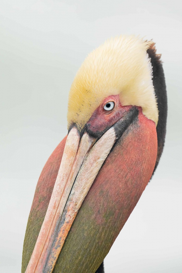 Brown-Pelican-3200-LIGHTER-bill-pouch-distended-ANITA-PS-HELP-_A1G0546-La-Jolla-CA-2