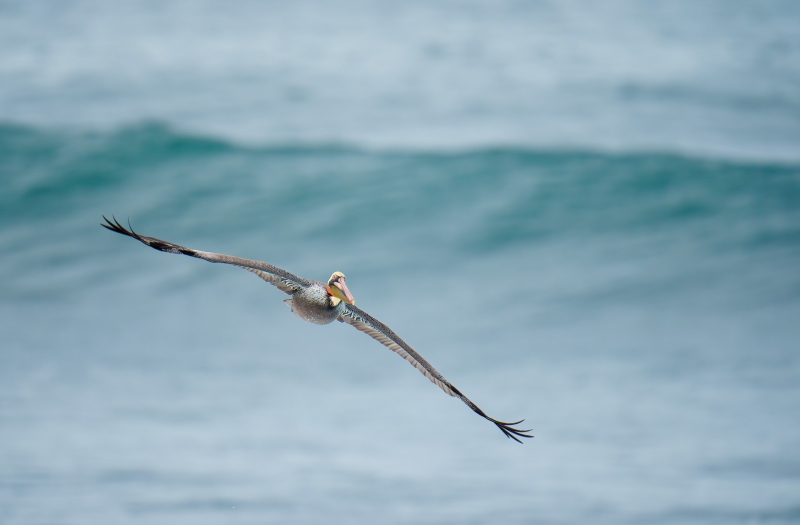 Brown-Pelican-3200-Pacific-race-and-wave-_A1G9394-La-Jolla-CA-Enhanced-NR